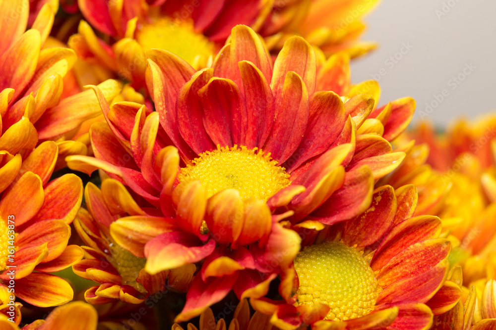 Colorful flowers Colorful flowers