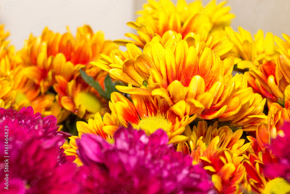 Obraz premium Colorful flowers