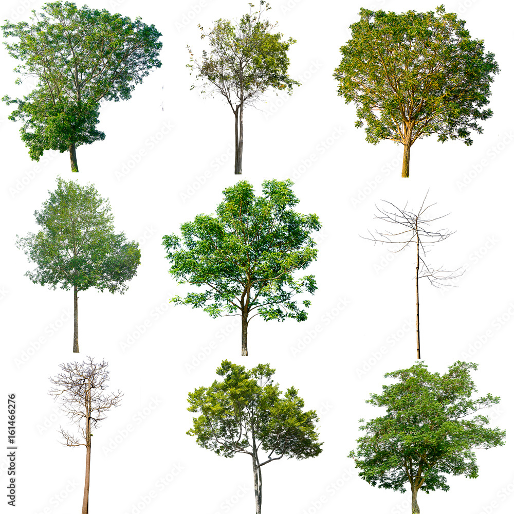 Collection of isolated tree on white background Collection of isolated tree on white background