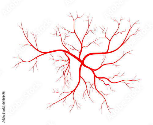 Human vein, vessel vector symbol icon design.