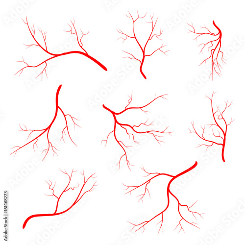 Human vein, vessel set vector symbol icon design.