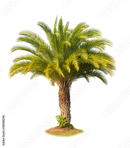 Green beautiful palm tree isolated on white background