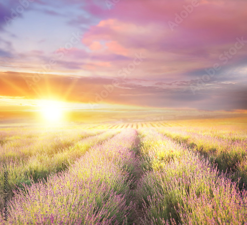 Sunset sky over a violet lavender field in Provence  France. Lavender bushes closeup on evening light.