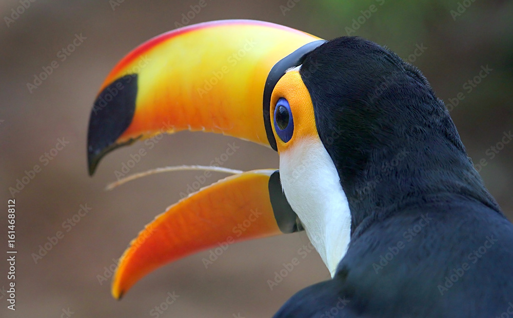 Head and bill of a quirky South American Common Toucan (Ramphastos toco) in close-up.
Head and bill of a quirky South American Common Toucan (Ramphastos toco) in close-up.