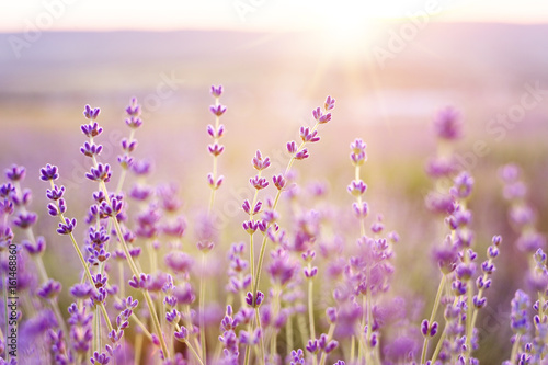 Lavender bushes closeup on sunset. Sunset gleam over purple flowers of lavender. Provence region of france.