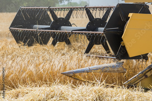 Harvesting barley with combine harvester