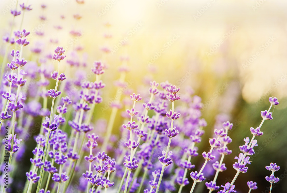 Naklejka premium Lavender bushes closeup on evening light. Blooming bush of lavender closeup. Provence region of france.