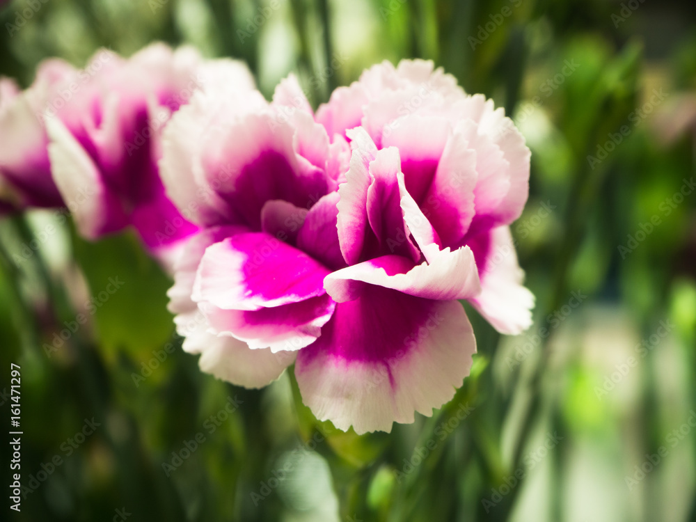 pink flower and blur green leaves background pink flower and blur green leaves background