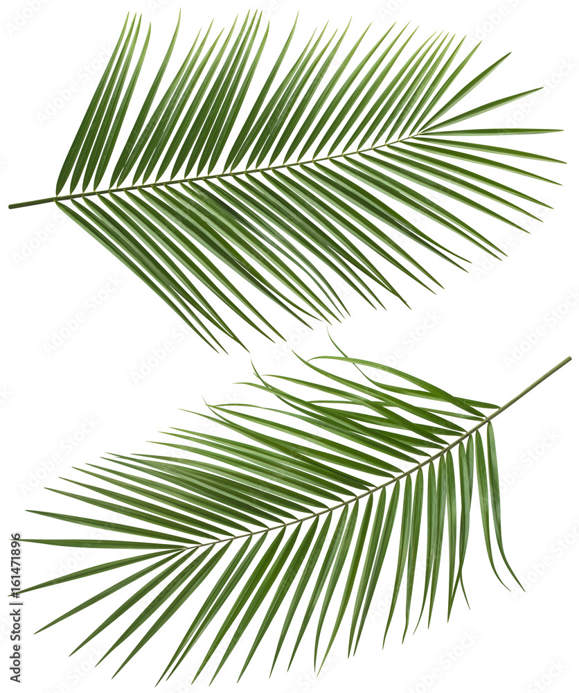 Obraz premium Coconut palm tree long leaves set 2 isolated