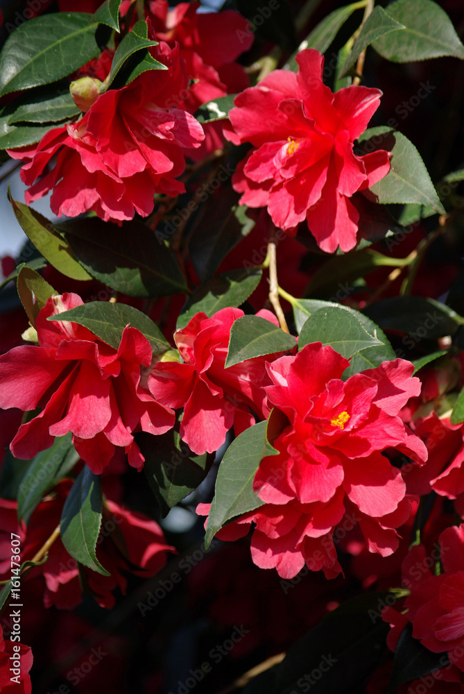 Camélia rose au printemps au jardin Camélia rose au printemps au jardin