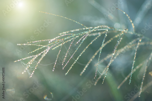 flower grass and drop dew with sunlight.