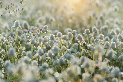 White flower grass with sunlight. Un-focus image.