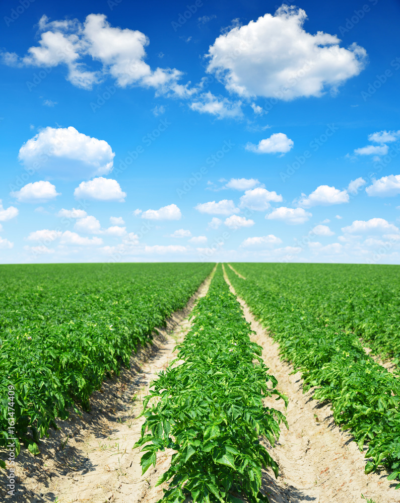 Green field of potato crops in a row and blue sky with clouds.