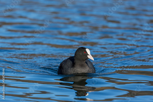 front view portrait of black coot (fulica atra) swimming blue water