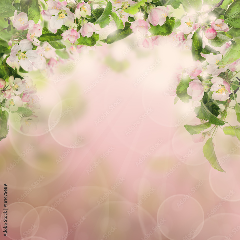 Nature Border with Apple Flowers and Twigs with Green Leaves on Pink Spring or Summer Background Nature Border with Apple Flowers and Twigs with Green Leaves on Pink Spring or Summer Background