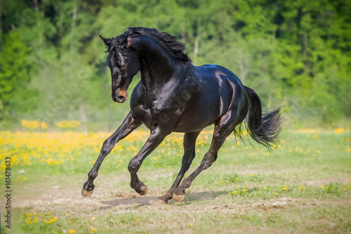 Black horse runs gallop on the meadow in summer