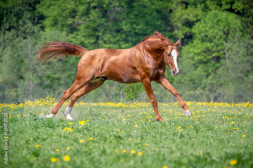 Red Horse galloping in the green field