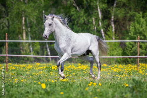 White horse running on the pasture in summer