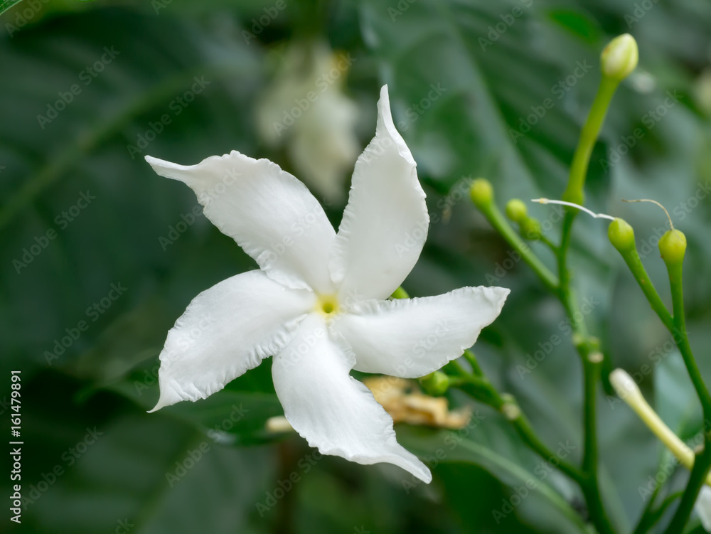Gardenia jasminoides flower in the dark background. Gardenia jasminoides flower in the dark background.