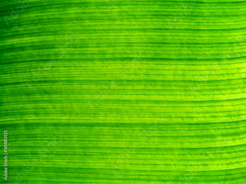 Green banana leaf background abstract