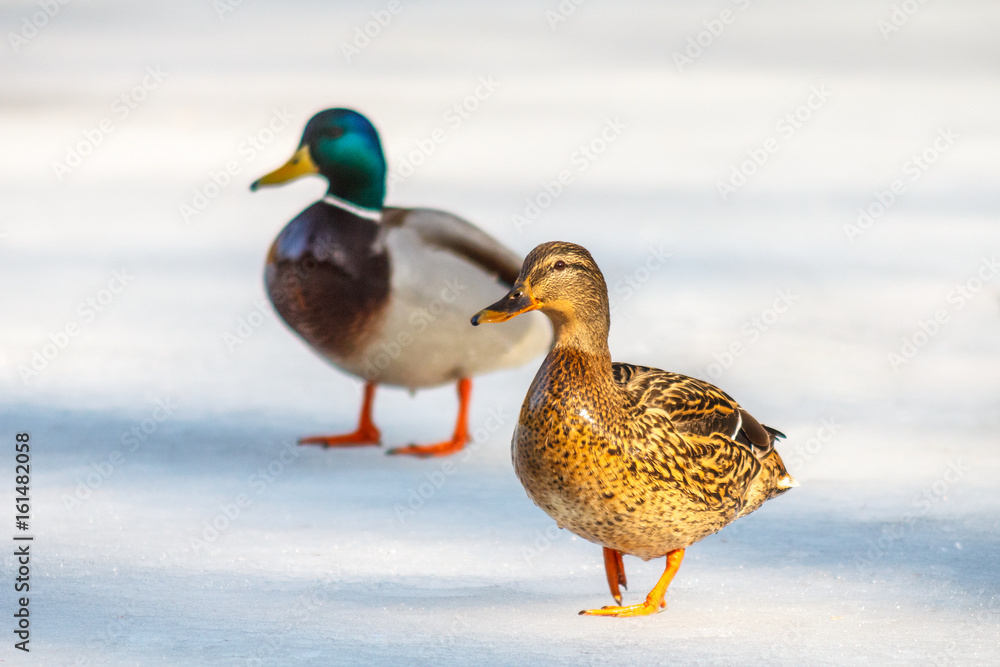 ducks passing through the ice, the sun enlightened female, male in the background blurred in the shade ducks passing through the ice, the sun enlightened female, male in the background blurred in the shade