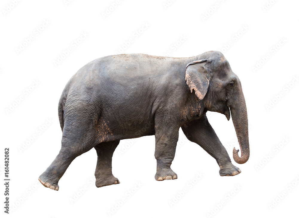 Asian elephant isolated on white background. Asian elephant isolated on white background.