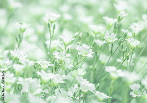 Delicate white flowers of cerastium on a delicate green background. selective soft focus.