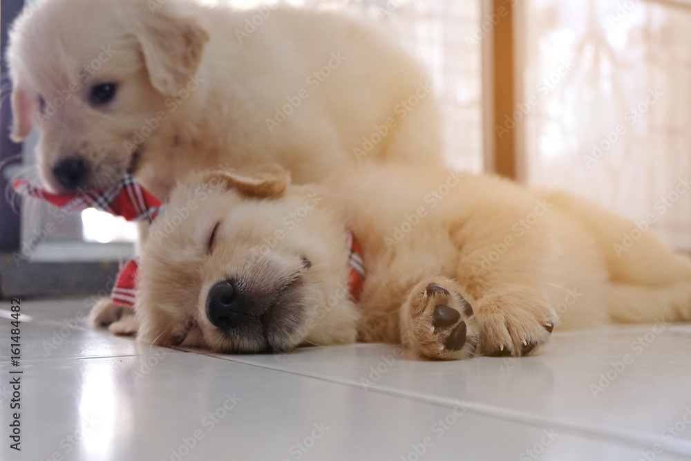 Puppy relax Puppy relax