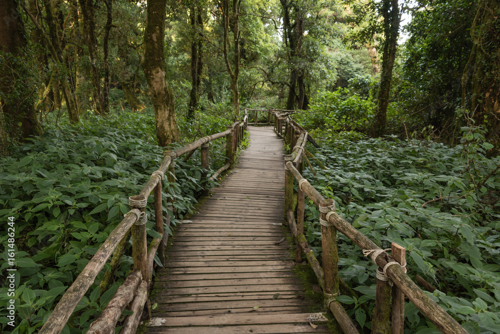 Wooden footpath in Deep tropical rainforest at Doi inthanon national park, Thailand Wooden footpath in Deep tropical rainforest at Doi inthanon national park, Thailand