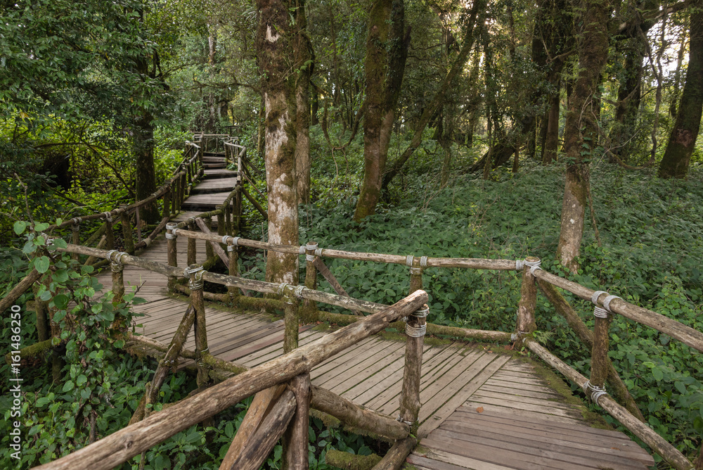 Wooden footpath in Deep tropical rainforest at Doi inthanon national park, Thailand