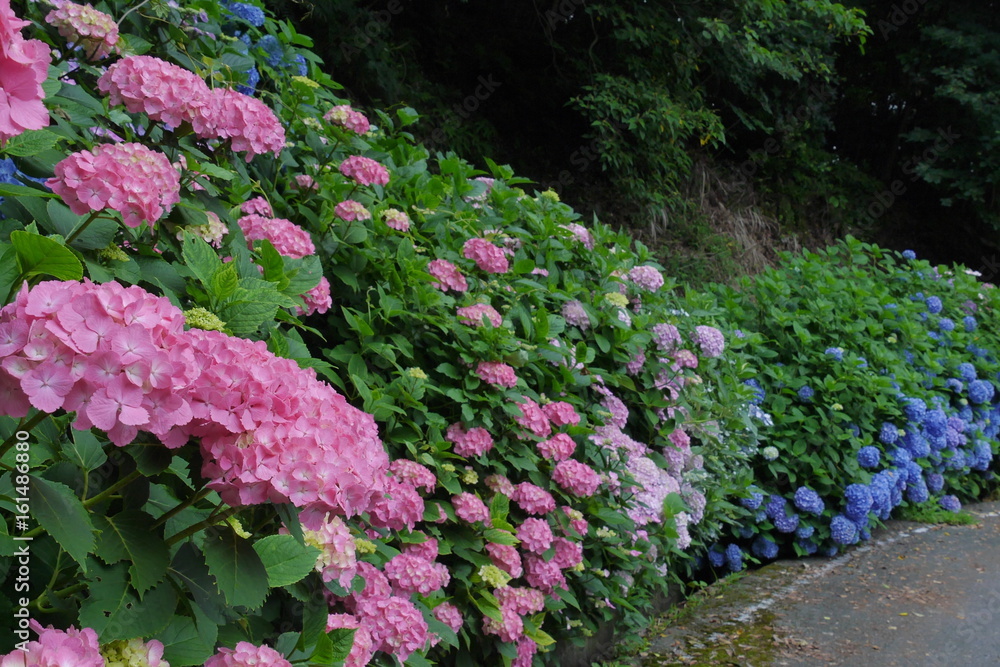 紫陽花 紫陽花