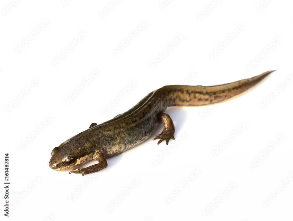 Close Up of Smooth Newt On White Background Close Up of Smooth Newt On White Background