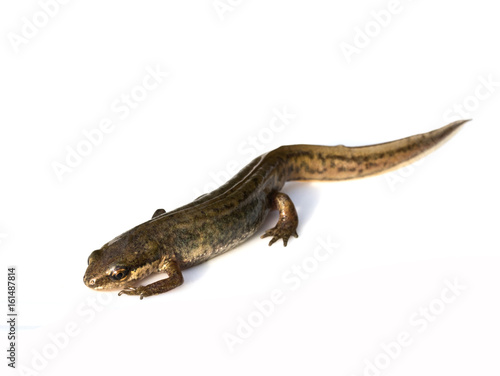 Fototapeta Close Up of Smooth Newt On White Background