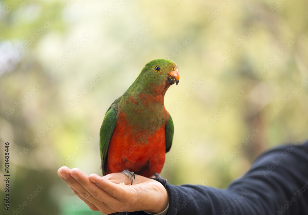Australian king parrot female sitting on hand