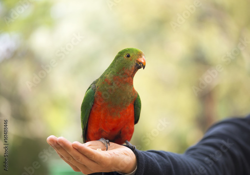 Australian king parrot female sitting on hand