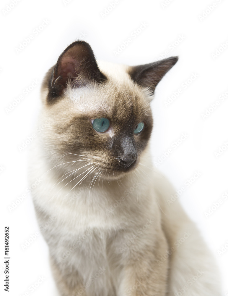 cat sleek haired (Mekong bobtail, tailless)