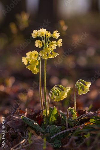 Schlüsselblume photo