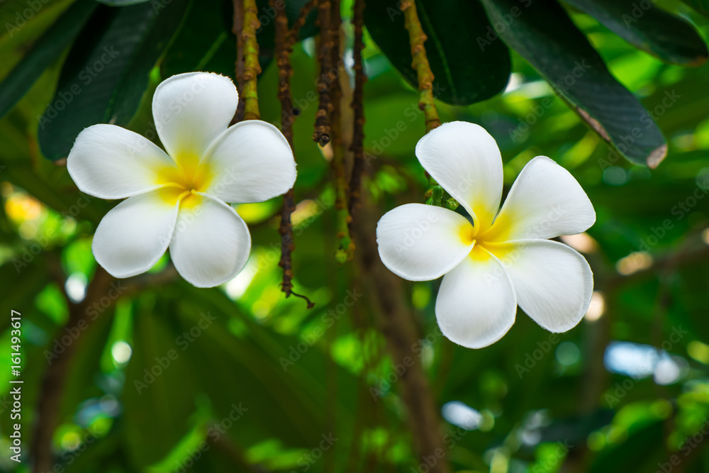 Fototapeta premium Back side of White Plumeria under the blue sky in the summer