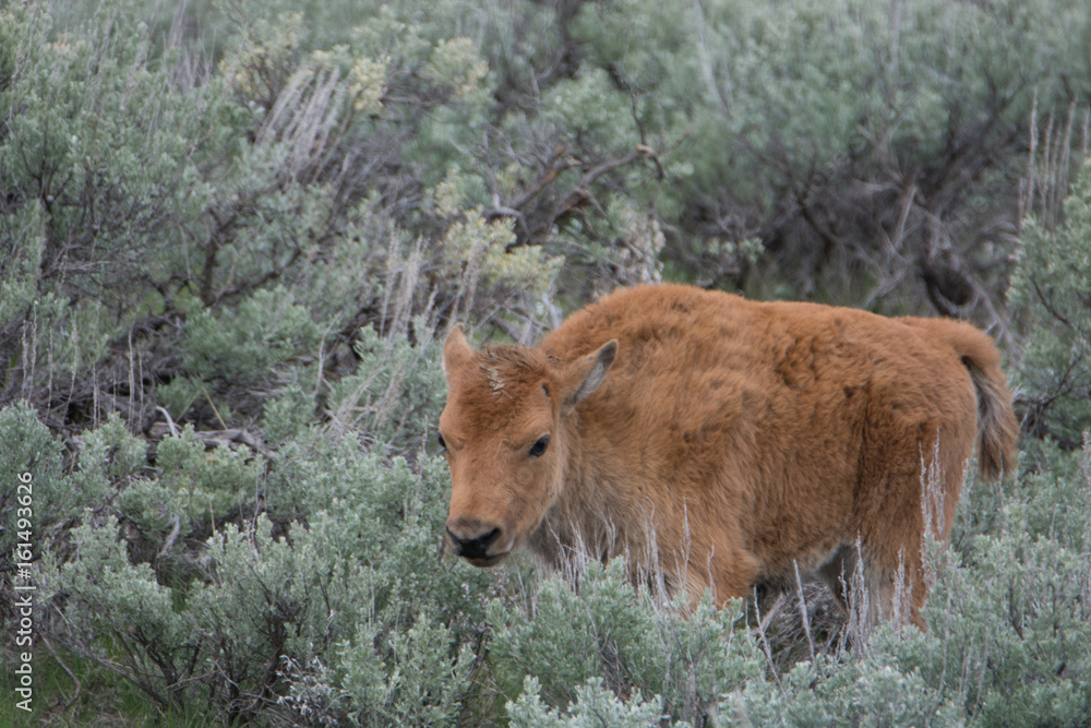 Bison Calf in Sagebrush in Yellowstone National Park Bison Calf in Sagebrush in Yellowstone National Park