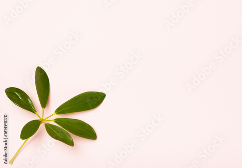 Tropical pattern on a pink background