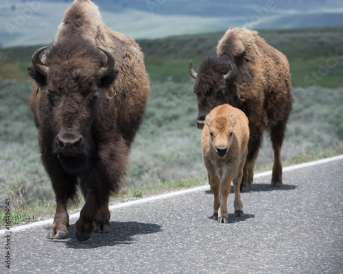 Bison Adults and Calf on Road in Yellowstone National Park