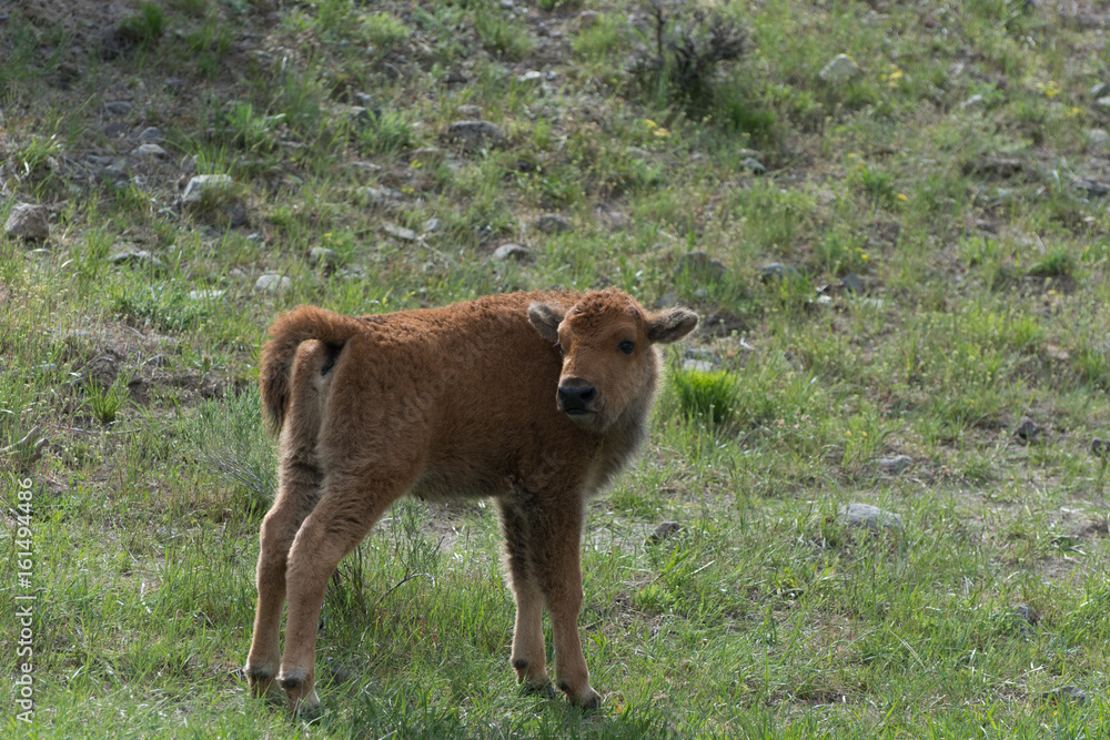 Bison Calf in Yellowstone Bison Calf in Yellowstone