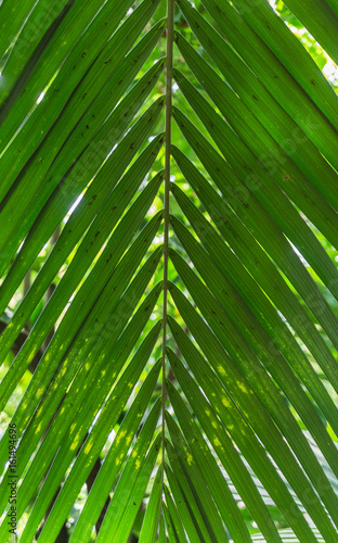 Die Palmwedel einer Howea Forsteriana  Kentia