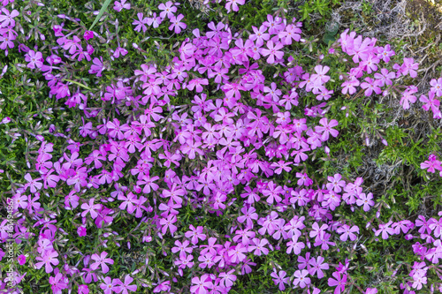 Flammenblumen im Frühling, Phlox douglasii