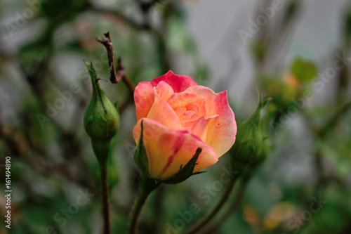 Closeup of a yellow pink rose