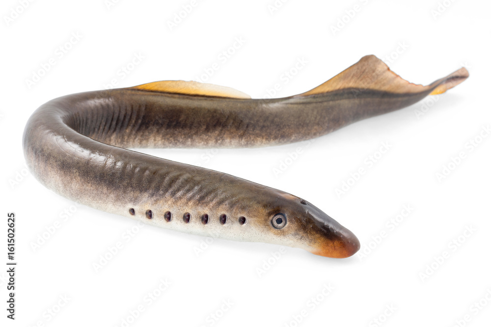 Fototapeta premium Lamprey fish