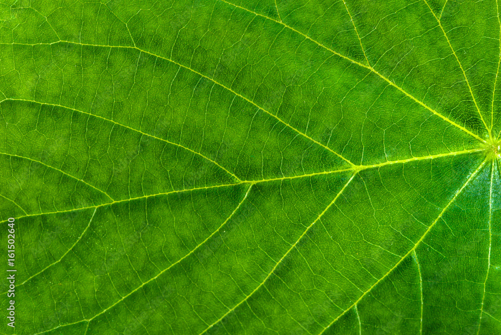 Fresh green leaf texture, leaf macro background Fresh green leaf texture, leaf macro background