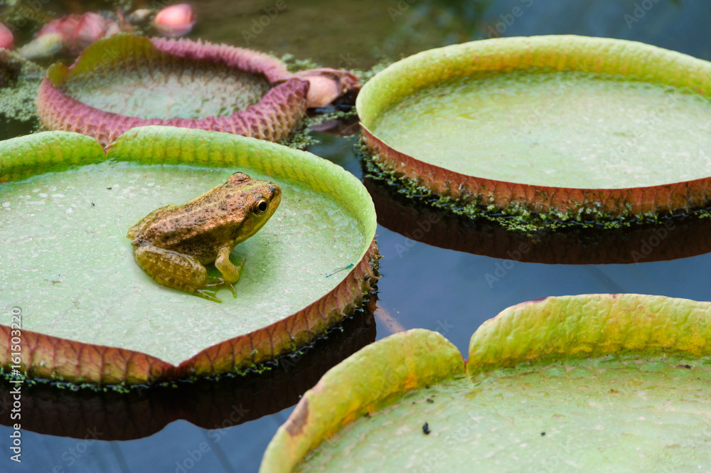 Fototapeta premium Riesenseerose mit Frosch