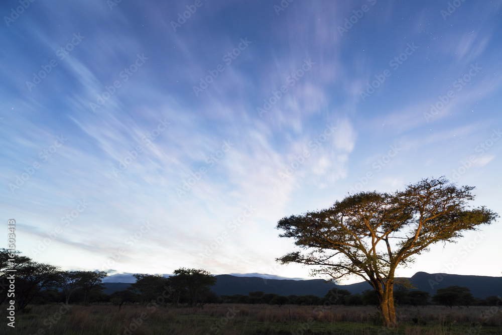Fototapeta premium Acasia tree at blue hour