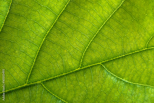 Fresh green leaf texture, leaf macro background